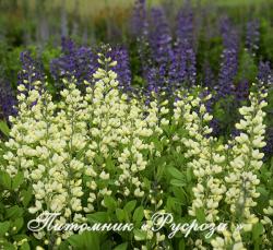 Баптизия "Vanilla Cream" (Baptisia)