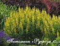 Баптизия "Lemon Meringue" (Baptisia)