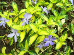 Барвинок малый "Illumination" (Vinca minor)