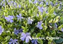 Барвинок малый "Aureovariegata" (Vinca minor)