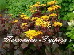 Бузульник зубчатый "Desdemona" (Ligularia dentata)