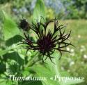 Василек горный "Black Sprite" (Centaurea montana)