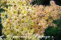 Хризантема "Mary Stoker" (Chrysanthemum)