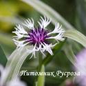 Василек горный "Purple Heart" (Centaurea montana)