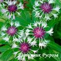 Василек горный "Purple Heart" (Centaurea montana)