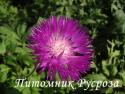 Василек подбелённый (Centaurea dealbata)