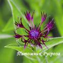 Василек горный "Jordy" (Centaurea montana)