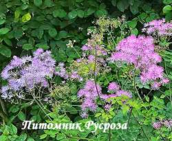 Василистник "Black Stockings" (Thalictrum)