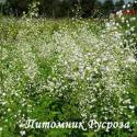 Василистник "Splendide White" (Thalictrum)