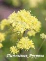 Василистник "Tukker Princess" (Thalictrum)