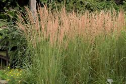 Вейник тростниковидный (Сalamagrostis arundinacea)