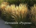 Вейник остроцветковый "Karl Foerster" (Calamagrostis acutiflora)