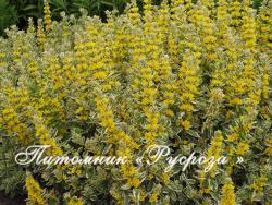 Вербейник точечный "Alexander" (Lysimachia punctata)