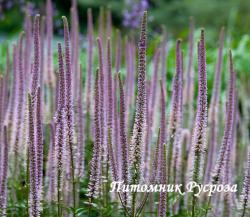 Вероникаструм виргинский "Pink Glow" (Veronicastrum virginicum)