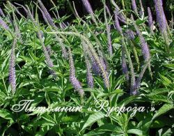 Вероникаструм виргинский "Apollo" (Veronicastrum virginicum)