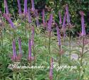 Вероникаструм виргинский "Red Arrows" (Veronicastrum virginicum)