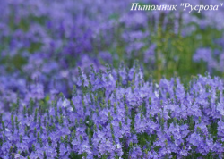Вероника австрийская "Royal Blue"