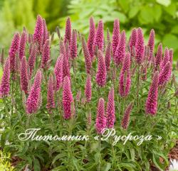 Вероника колосистая "Heidekind" (Veronica spicata)