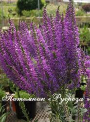 Вероника "Plumosa Amethyst Plume" (Veronica)