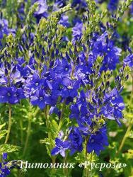 Вероника австрийская "Knallblau" (Veronica austriaca)