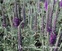 Вероника колосистая "Silbersee" (Veronica spicata incana)