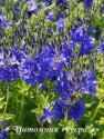 Вероника австрийская "Knallblau" (Veronica austriaca)