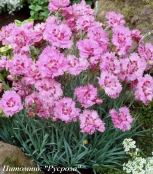 Гвоздика "Maggie"