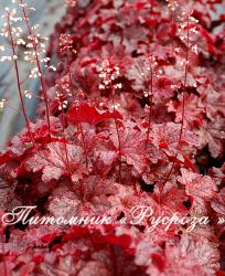 Гейхера "Cajun Fire" (Heuchera hybride)