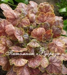 Гейхера "Gauguin" (Heuchera hybride)