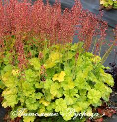 Гейхера "Nothern Exposure Lime" (Heuchera)