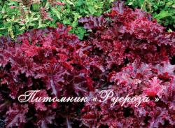 Гейхера "Midnight Ruffles" (Heuchera hybride)