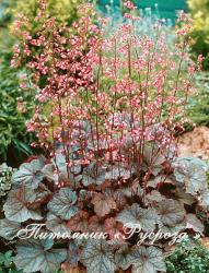 Гейхера "Regina" (Heuchera hybride)