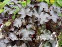 Гейхера "Blackout" (Heuchera hybride)