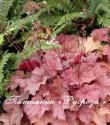 Гейхера "Georgia Peach" (Heuchera hybride)