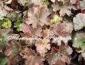 Гейхера "Cappuccino" (Heuchera hybride)