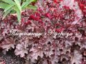 Гейхера "Berry Marmelade" (Heuchera hybride)