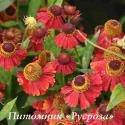 Гелениум "Red Jewel" (Helenium autumnale)