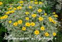 Гелиопсис "Double Sunstruck" (Heliopsis)