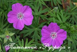 Герань кроваво-красная "Cedric Morris" (Geranium sanguineum)