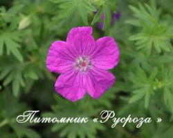 Герань кроваво-красная "Visions Violet" (Geranium sanguineum)