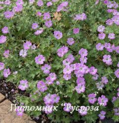 Герань "Mavis Simpson" (Geranium hybride)