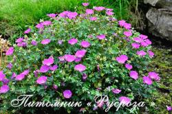 Герань кроваво-красная "Max Frei" (Geranium sanguineum)