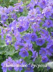 Герань "Sibani Blue" (Geranium hybride)