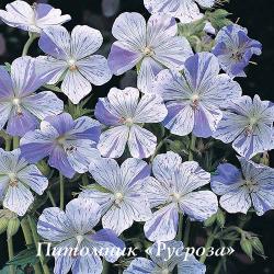 Герань луговая "Spish Splash" (Geranium pratense)