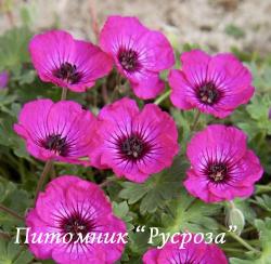 Герань пепельная "Jolly Jewel Purple" (Geranium cinereum)