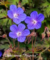 Герань гималайская "Kaya" (Geranium himalayense)