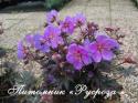 Герань луговая "Black Beauty" (Geranium pratense)