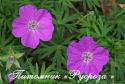 Герань кроваво-красная "Cedric Morris" (Geranium sanguineum)