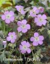 Герань пятнистая "Espresso" (Geranium maculatum)