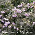 Герань пятнистая "Espresso" (Geranium maculatum)